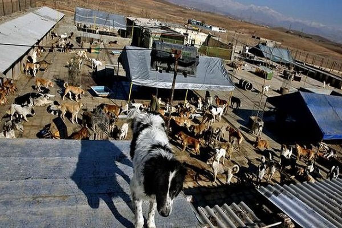 ماجرای سگ‌هایی با قلاده نارنجی چیست؟ 
