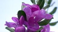 گیاهی که در رفع الزایمر موثر است