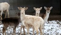 برف و سرمای زمستان در باغ‌وحش قیصری ترکیه