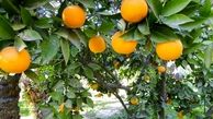 اثرات درمانی مرکبات در افراد چاق