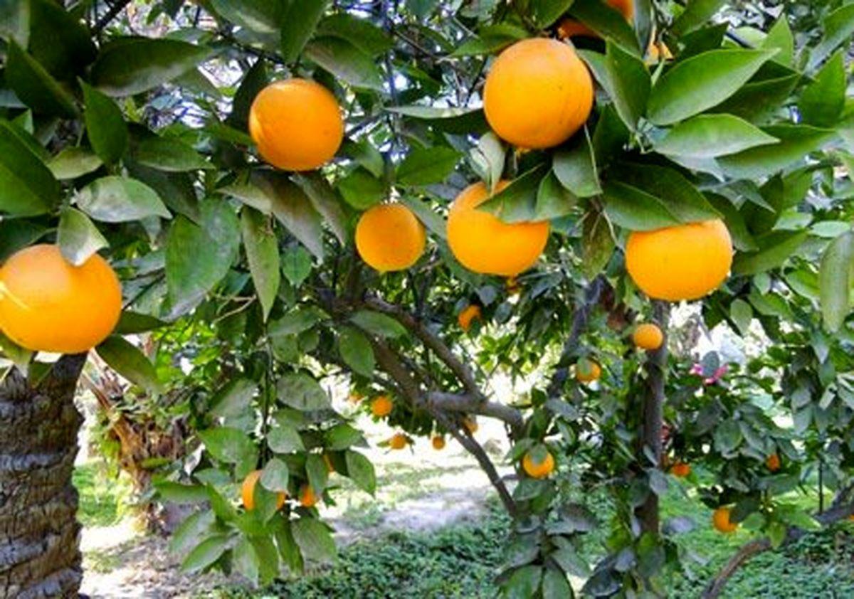 اثرات درمانی مرکبات در افراد چاق