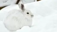 ساکنان برف و یخ (عکس)