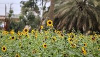 مزارع آفتابگردان در اهواز