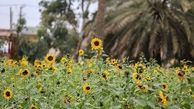 مزارع آفتابگردان در اهواز