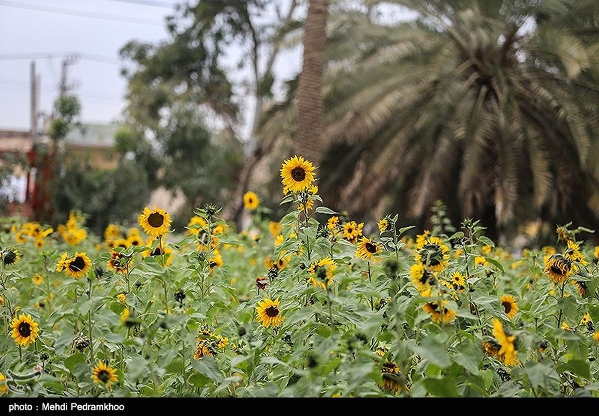 مزارع آفتابگردان در اهواز