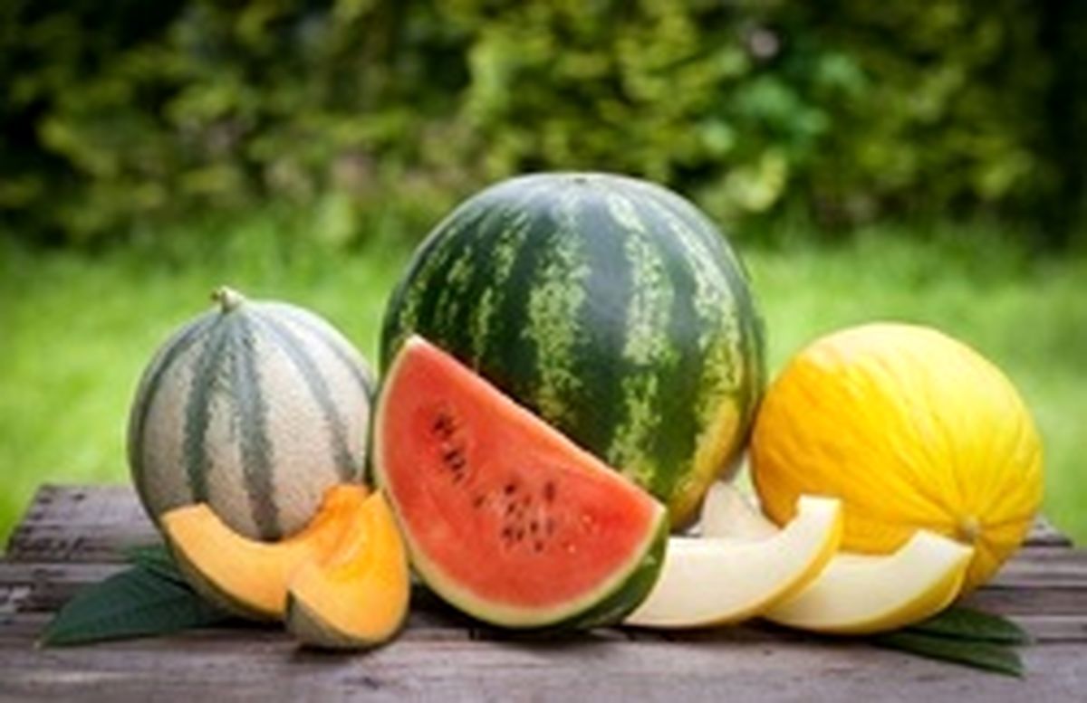 مشخصات طالبی، خربزه و هندوانه سالم و شیرین