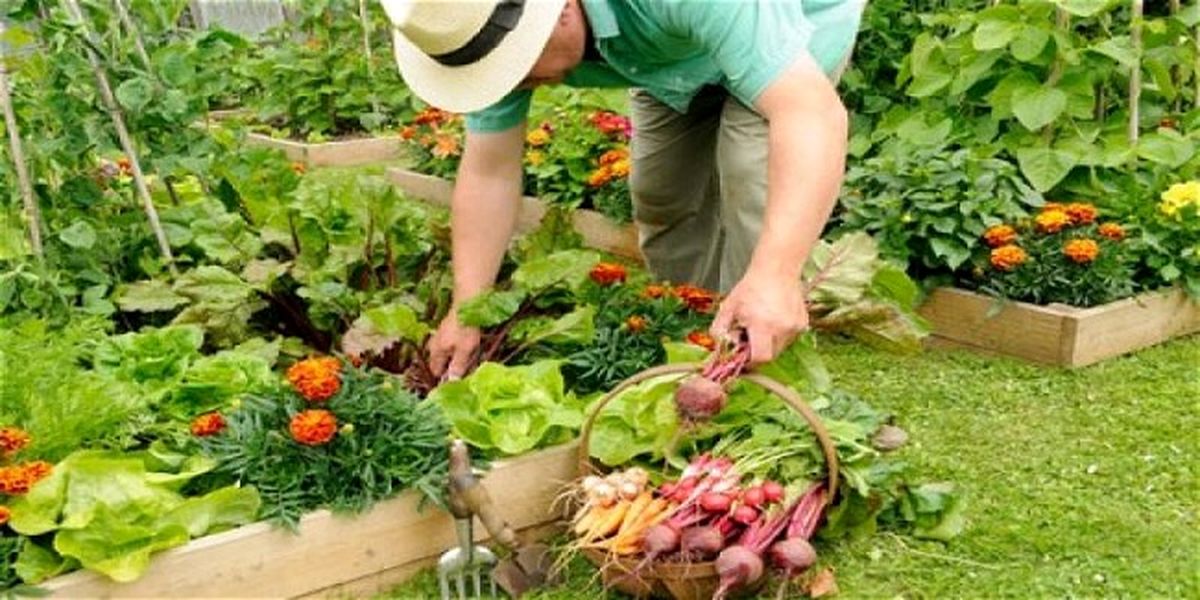 برای جلوگیری از آفت زدن سبزی‌ها چه کنیم؟