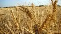 صادرات سه میلیون تنی گندم در راه است