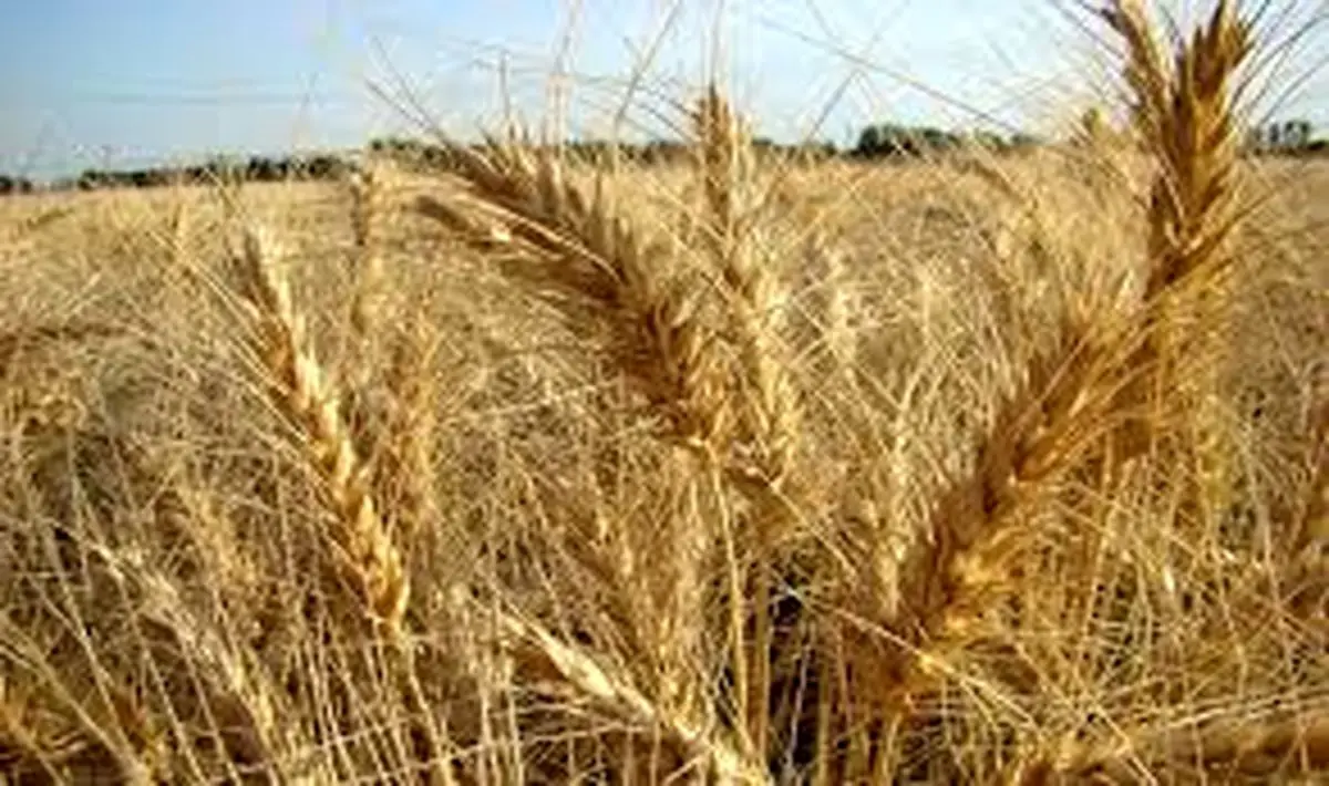 صادرات سه میلیون تنی گندم در راه است