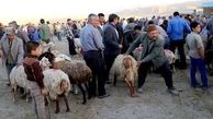 دامداران برای خرید دام با دامپزشکان مشورت کنند