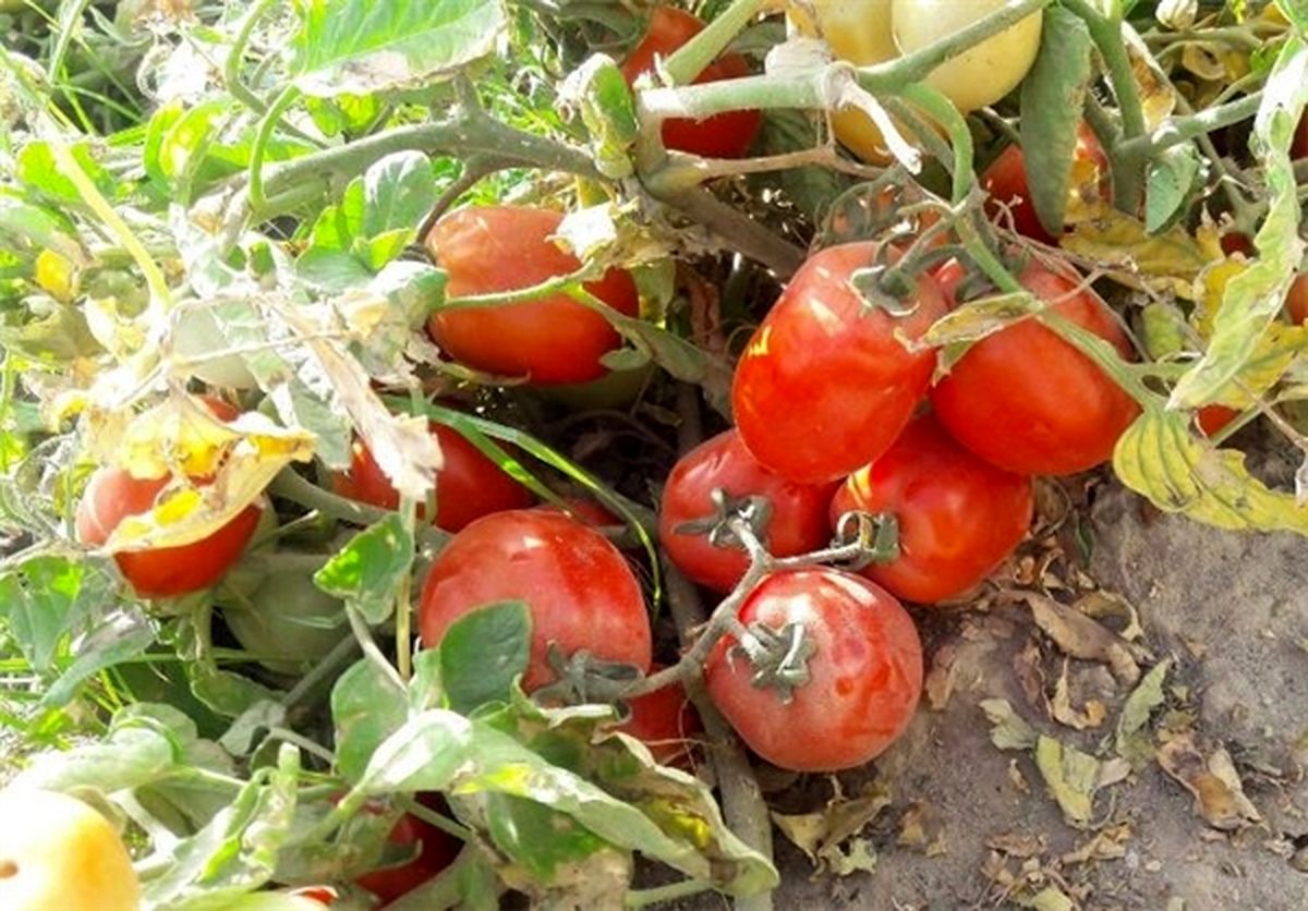 جلوگیری از سرطان معده با مصرف گوجه فرنگی