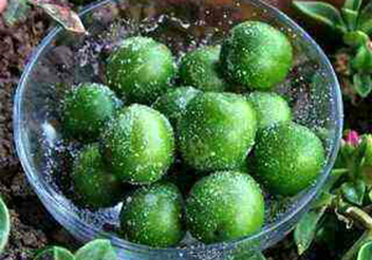 گوجه سبز ، نوبرانه ای با خواص شگفت انگیز 