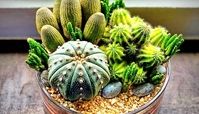 بررسی علت خراب شدن کاکتوس و بهترین روش نجات آن