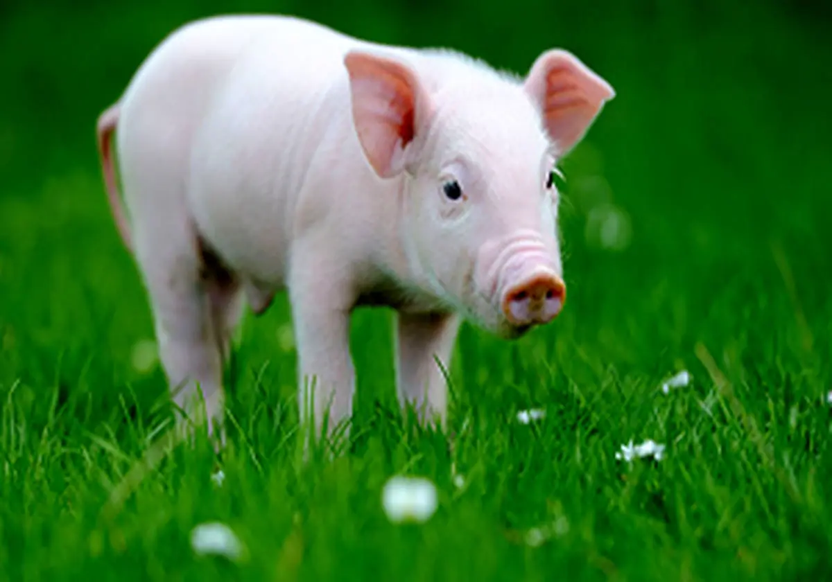 تولد یک خوک با چهرهای شبیه به انسان + فیلم