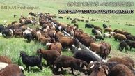 عرضه ی انواع دام و گوسفند زنده در تهران 