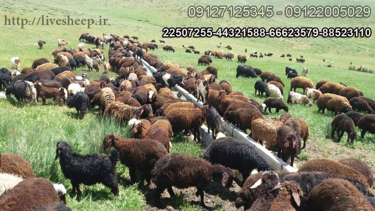 عرضه ی انواع دام و گوسفند زنده در تهران 