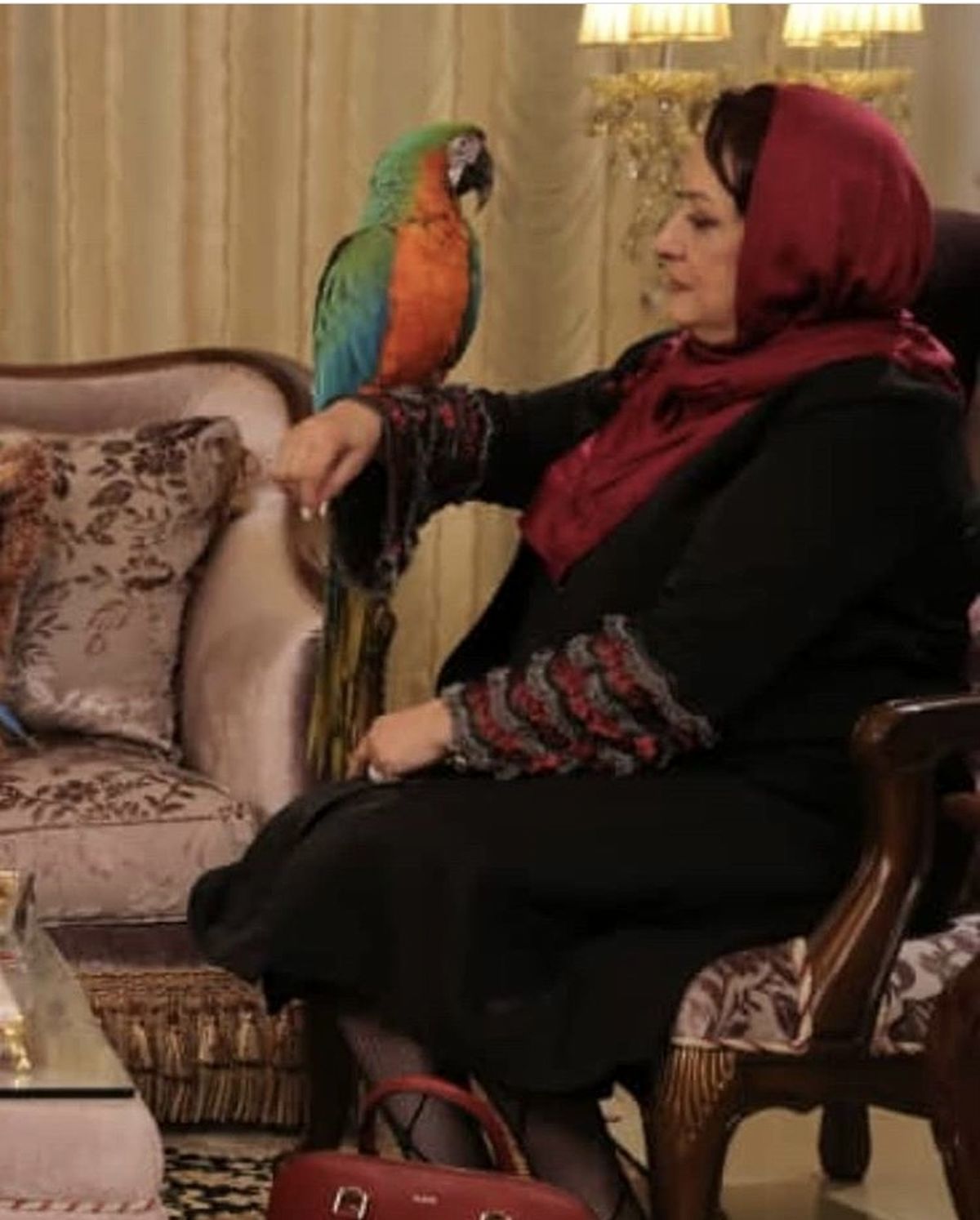 طوطی خانگی مریم امیرجلالی + عکس