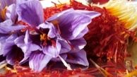 خرید زیر قیمت زعفران توسط دلالان