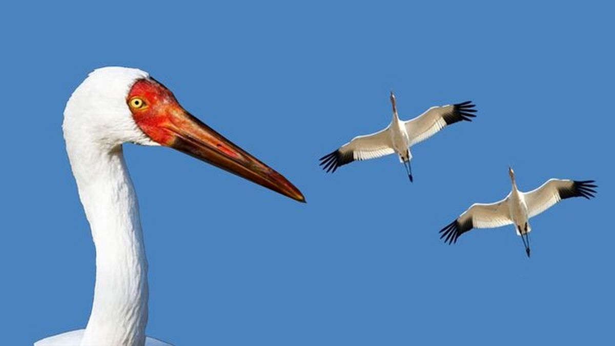 وقتی از « امید » حرف می‌زنیم ، از چه حرف می‌زنیم ؟