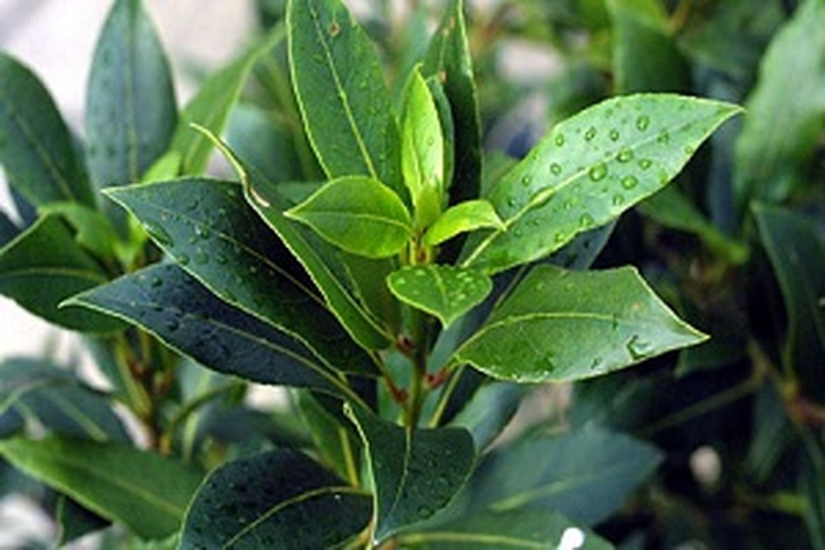 با سوزاندن این برگ در خانه در 5 دقیقه به آرامش برسید 