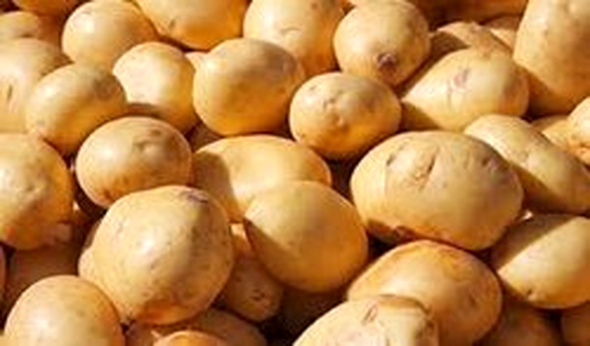 سود ۱۰ هزار تومانی خارجی‌ها از هر کیلو سیب‌زمینی ایرانی!