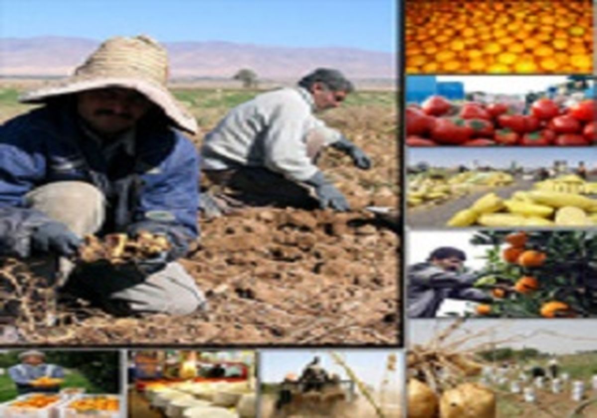 بازار شکر آرام می گیرد