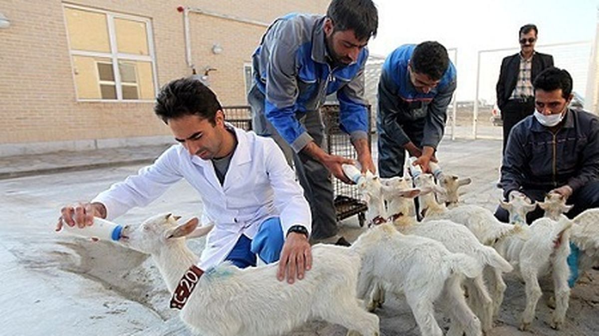  درآمد ۸ میلیونی با ۱۰ بز 