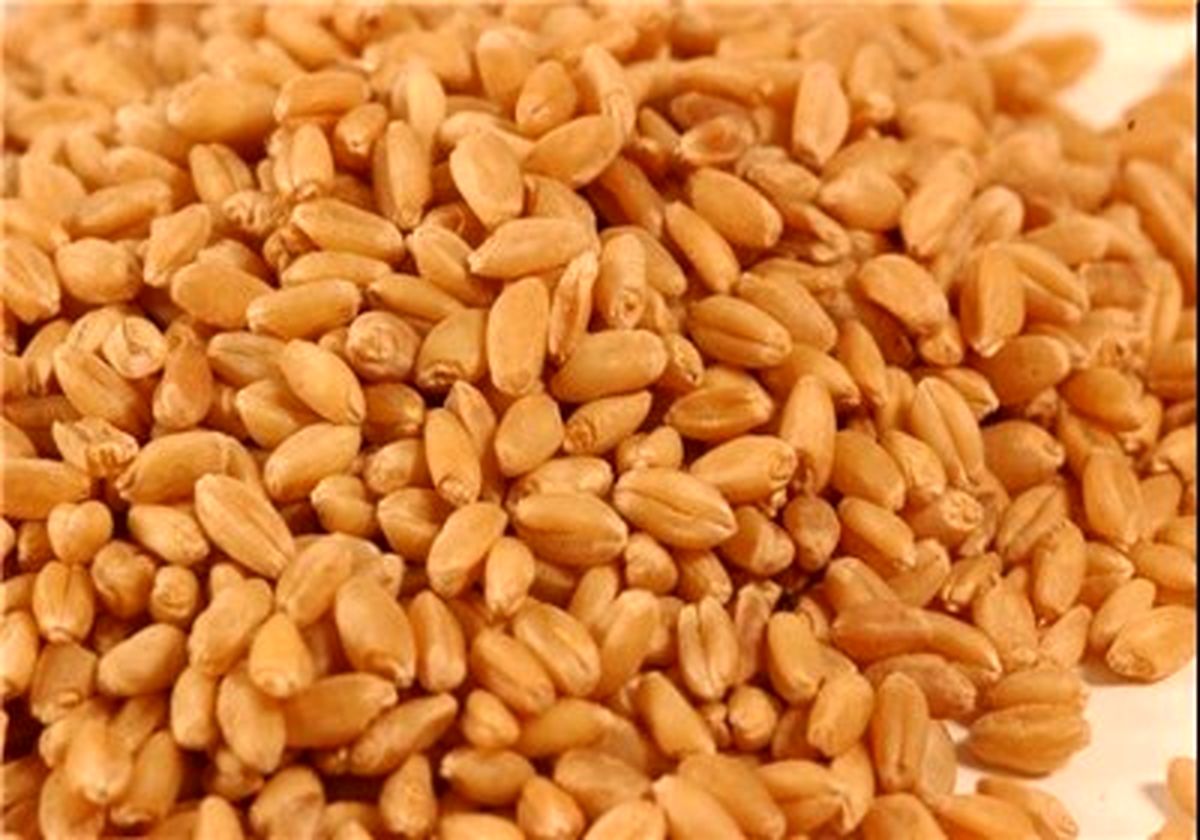 قیمت خرید گندم را ۸۰ تومان افزایش دهید