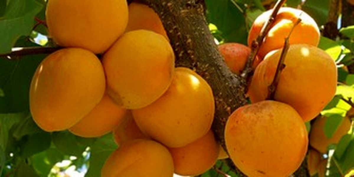 همه آنچه درباره آلو باید بدانید