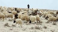 واردات هفتگی ۵۰ هزار راس گوسفند زنده