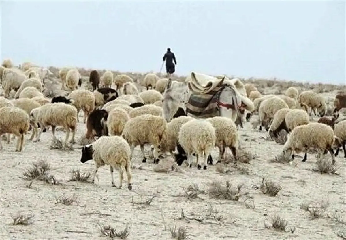 واردات هفتگی ۵۰ هزار راس گوسفند زنده