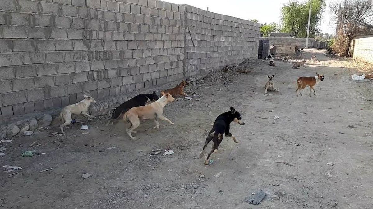 حمله گروهی سگ‌های وحشی، موجب مرگ پسر بچه 7 ساله شد