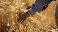 ری رتبه اول در تولیدگندم، ذرت علوفه ای را در استان تهران را دارد
