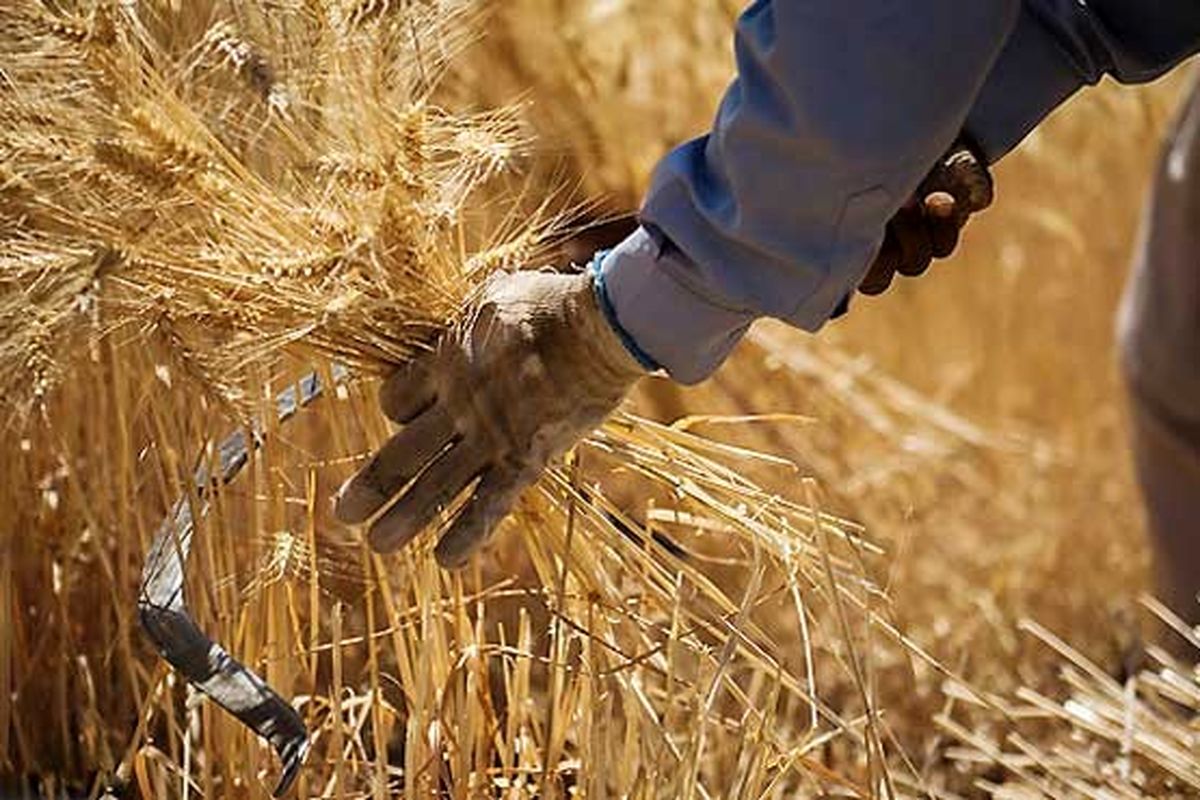 ری رتبه اول در تولیدگندم، ذرت علوفه ای را در استان تهران را دارد