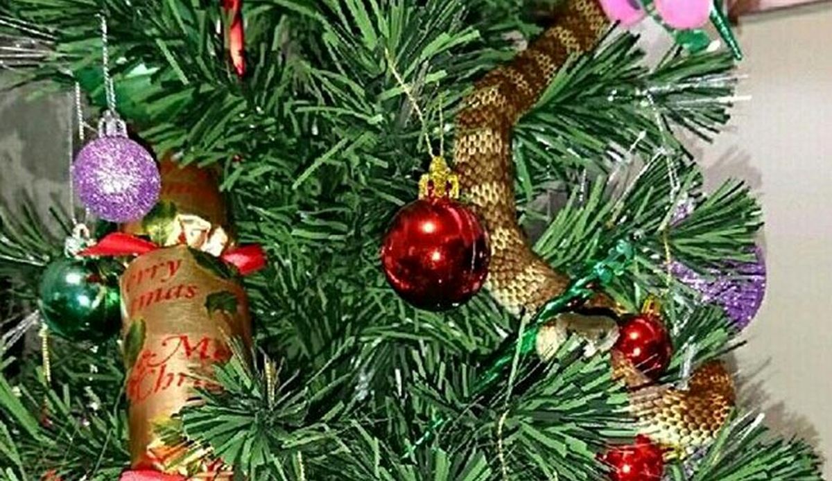 ارمغان درخت کریسمس برای زن استرالیایی! +عکس