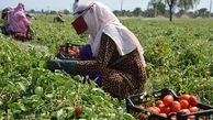 طرح جامع الگوی کشت کرمان کشور و کرمان را نجات خواهد داد