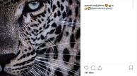 اینستاگرام::عکس/ نیم رخ زیبای یوزپلنگ