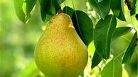 جولان گلابی قاچاق امریکایی در بازار 