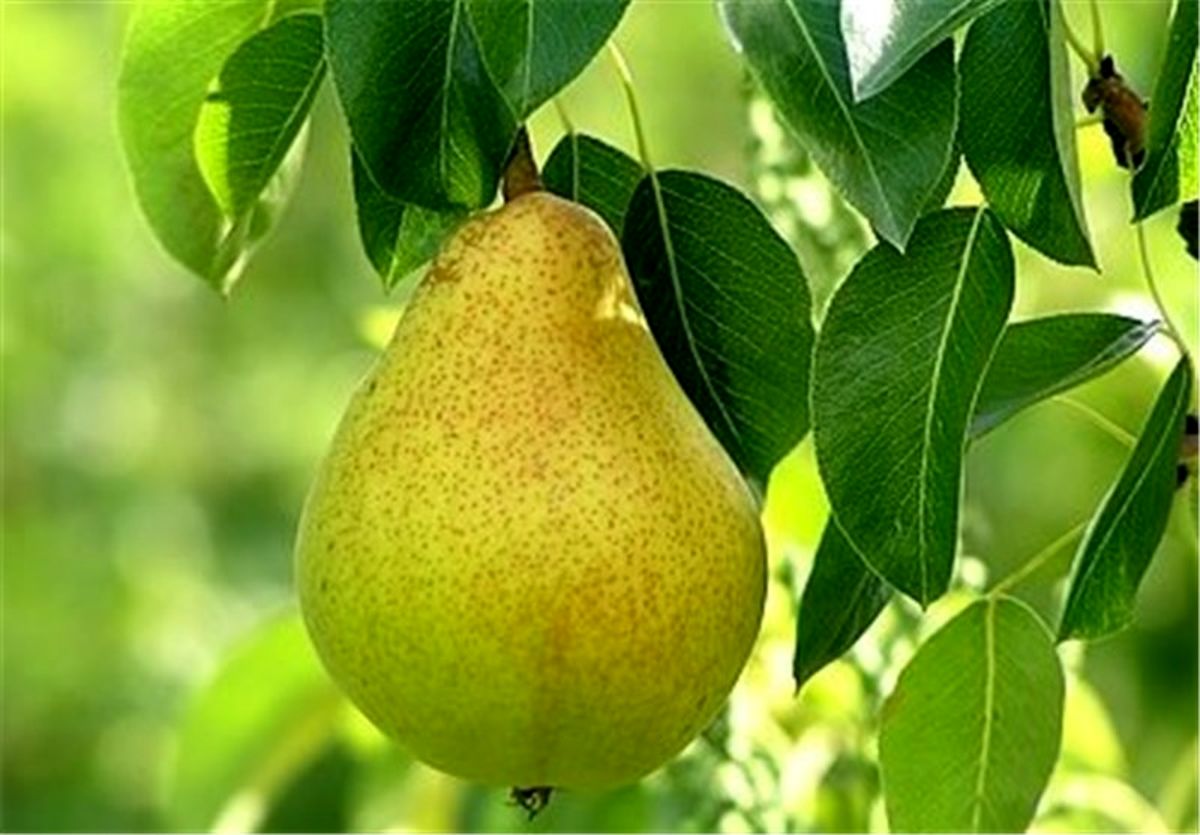 جولان گلابی قاچاق امریکایی در بازار 