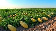 مهارت کشت خربزه ثبت ملی می‌شود