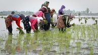 محدود شدن کشت برنج در گیلان و مازندران