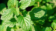 نعناع چه خواصی دارد؟