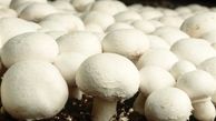 خطر خوردن قارچ های سمی را جدی بگیرید