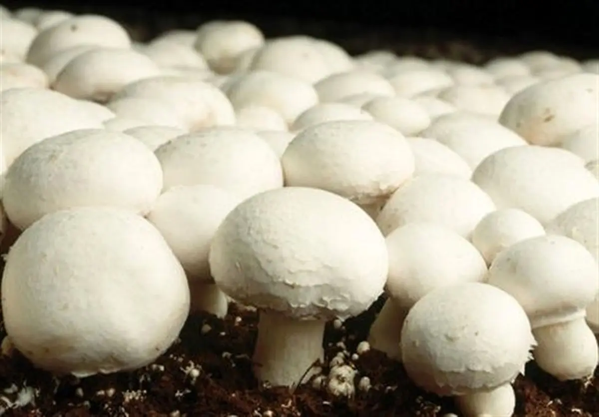 خطر خوردن قارچ های سمی را جدی بگیرید