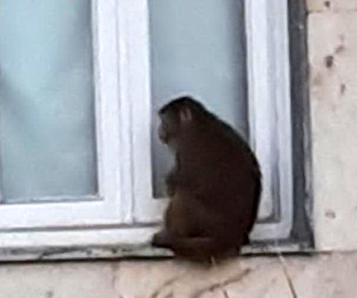 حمله میمون خانگی به آرایشگاه زنانه 