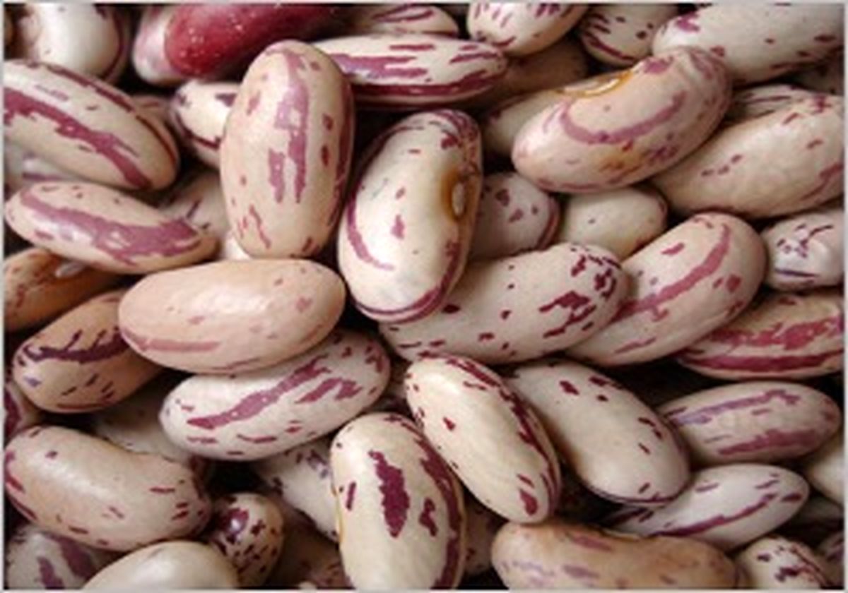 لوبیا چیتی های خارجی مهمان سفره ایرانی