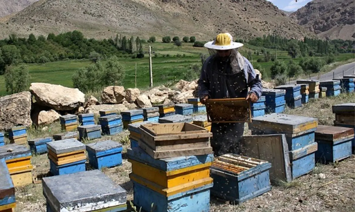 زندگی شیرین جانباز شیمیایی با زنبورهای عسل