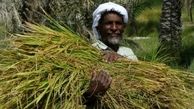 حضور بیشترین افراد بی‌سواد و کم‌سواد در بخش کشاورزی