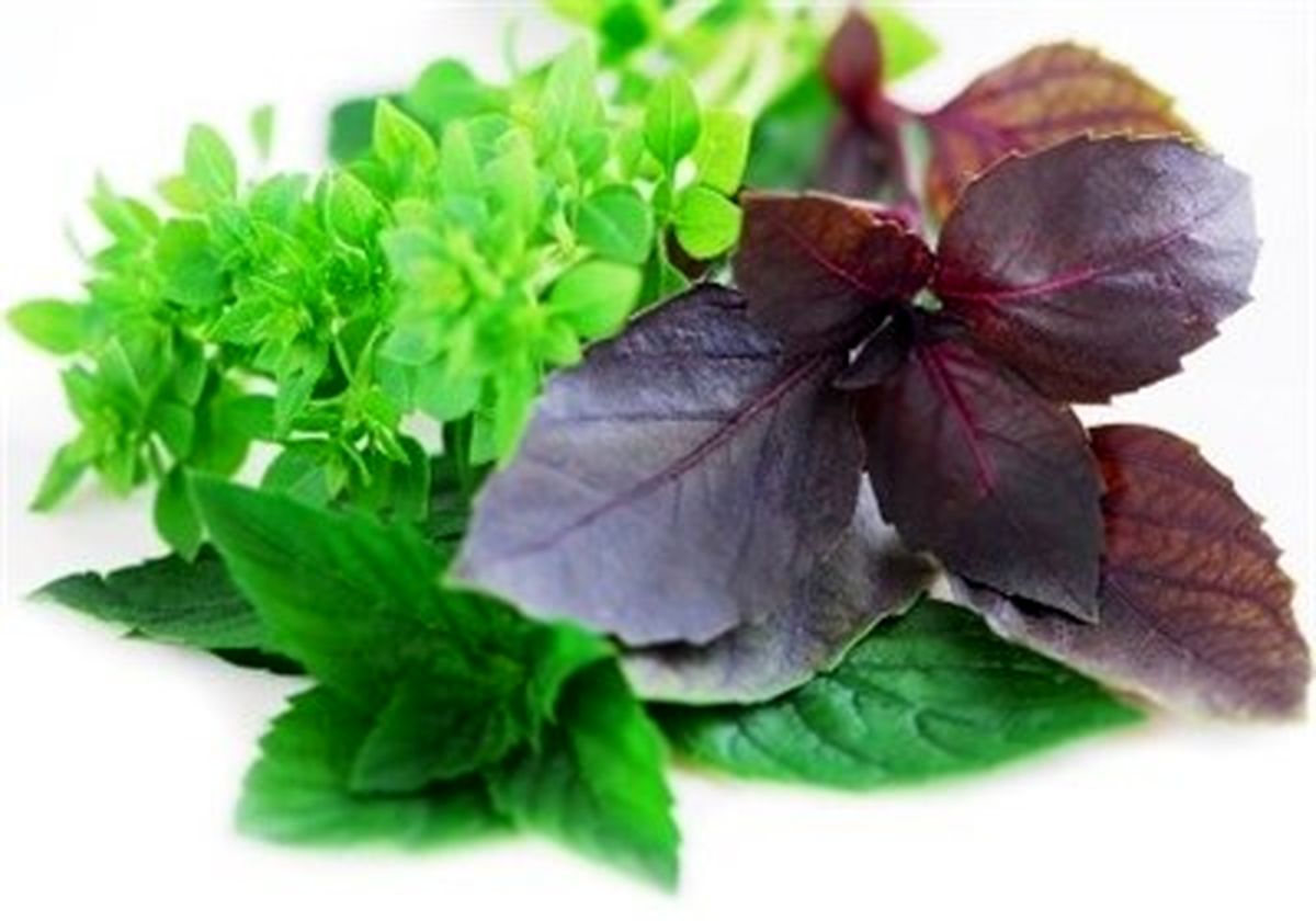 تقویت کننده‌های معده از دیدگاه طب سنتی