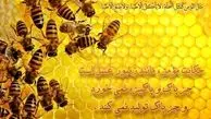 جستاری در ویژگی یاران امام زمان(عج) در بیان امیرالمؤمنین(ع)